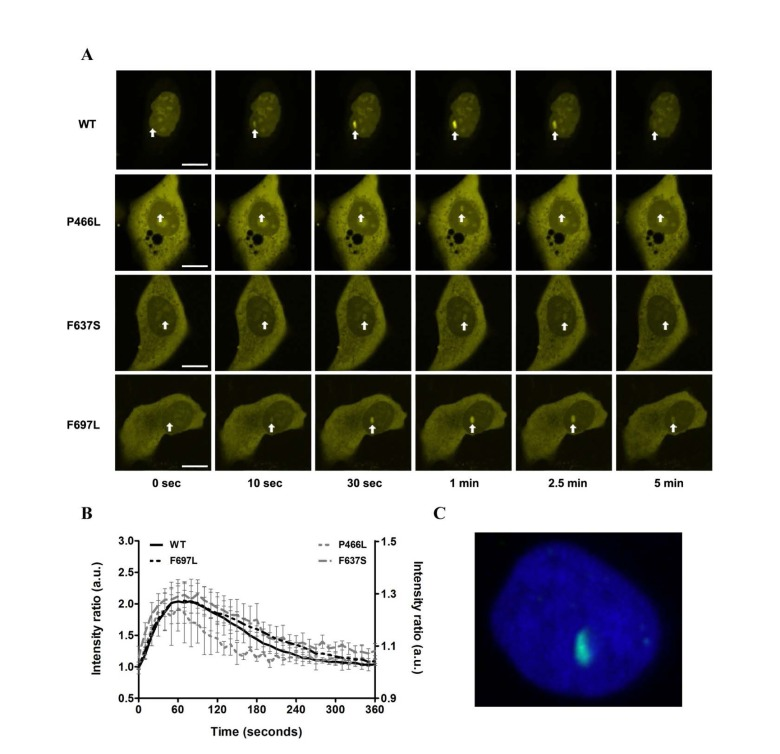 Recruitment to DNA double-strand breaks is not affected