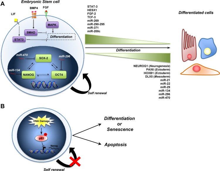 A schematic representation of ESCs biology