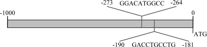 Th promoter encodes for putative p73 responsive elements