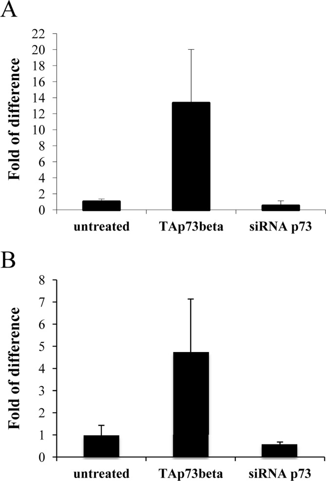 Tyrosine hydroxylase levels correlates with p73