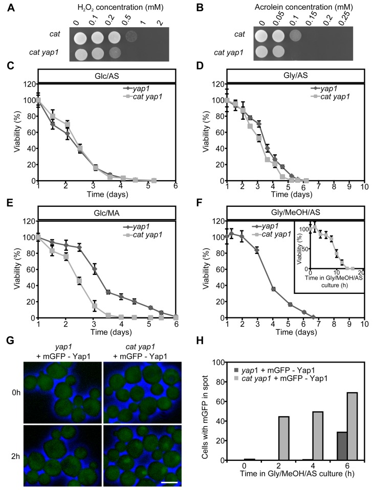 Role of Yap1 in H2O2 and acrolein resistance and CLS extension