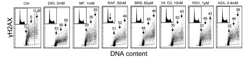 Effect of exposure of TK6 cells to different presumed anti-aging drugs on the level of constitutive expression of γH2AX