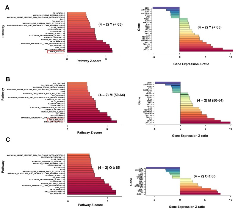 Age-associated alterations in NF-κB-dependent gene regulation in activated human peripheral blood CD4+ T lymphocytes