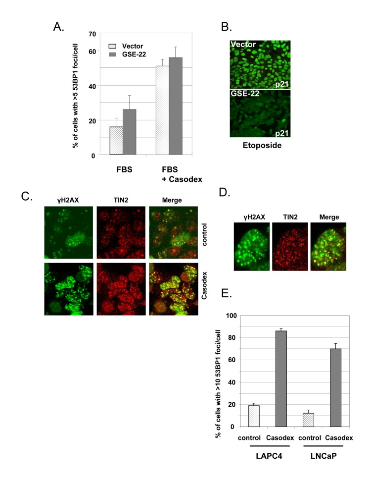 Casodex-induced TIF response is independent of p53 and AR mutation status