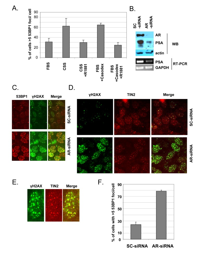 Androgen-depletion or AR knockdown triggers a TIF response