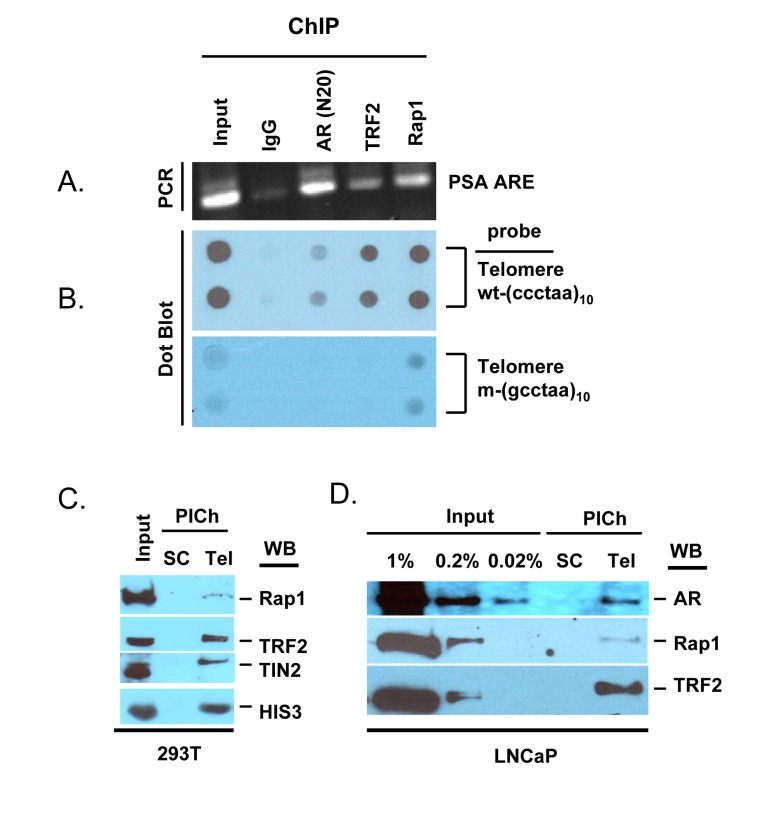 AR is a component of telomeres