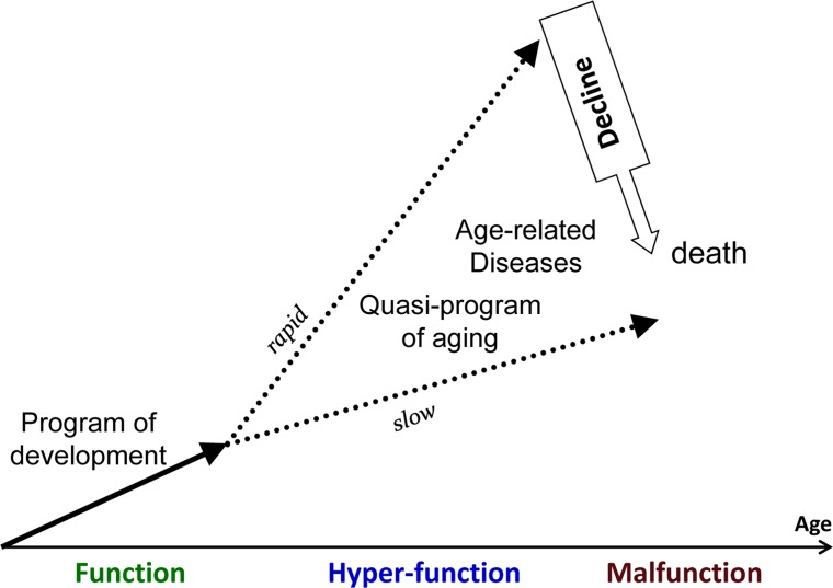 Aging as a quasi-program of development