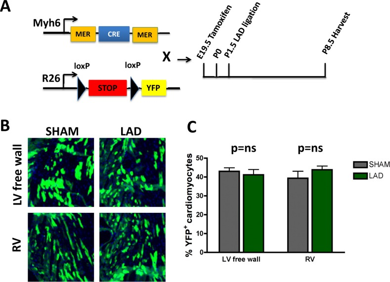 Fate mapping of cardiomyocytes that repair heart attacks