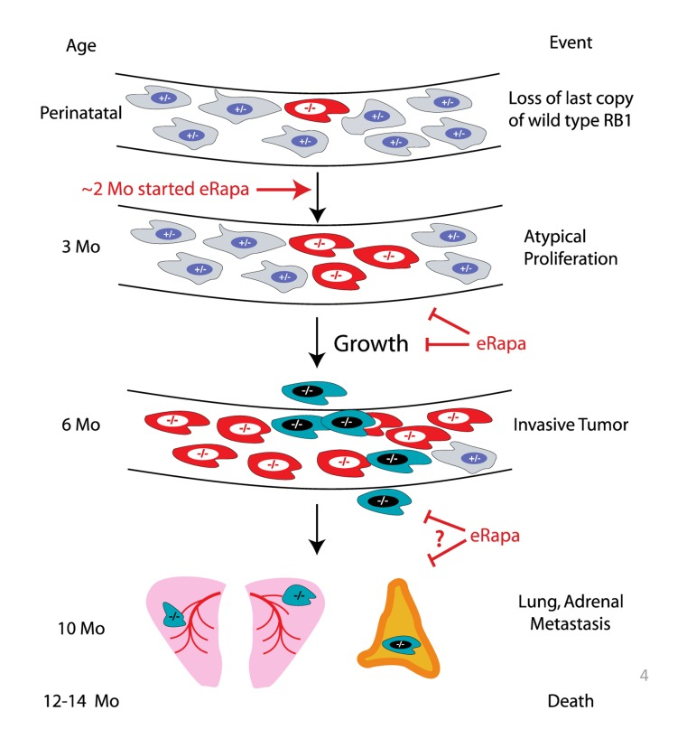 Summary of eRapa effects in the Rb1+/− model of neuroendocrine tumorigenesis. Our MRI data are consistent with a delay of tumor development perhaps by inhibition of atypical proliferates and reduction in tumor growth. eRapa may inhibit lung metastasis and slow their growth.