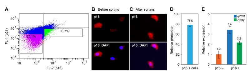 Preparative flow sorting of p16-positive cells and analysis of the recovered RNA