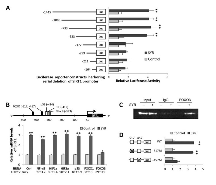 Activation of SIRT1 gene expression by syringaresinol through FOXO3 binding. (A) Relative activities of luciferase expressed from different SIRT1 promoter constructs in HUVECs at PDL14 treated with (SYR) and without (Control) 50 μM syringaresinol. (B) Predicted binding sites for FOXOs, p53, HIFs, and NF-κB in the proximal SIRT1 promoter region, and relative SIRT1 mRNA levels (qRT-PCR) after knock-down of NF-κB, HIF-1α, HIF-1α, p53, FOXO1, and FOXO3 by gene-specific siRNAs in HUVECs at PDL14 treated with (SYR) and without (Control) 50 μM syringaresinol. The knock-down (KD) efficiency (%) of each is indicated. (C) Binding of FOXO3 (chromatin immunoprecipitation followed by qPCR: qChiP) to SIRT1 promoter region (−533 to −352) in HUVECs at PDL14 treated with (+) and without (−) 50 μM syringaresinol. (D) Relative luciferase activities of SIRT1 promoter constructs harboring site-specific changes (indicated as X) in each (−517 or −457) of predicted FOXO3 binding sites in HUVECs at PDL14 treated with (SYR) and without (Control) 50 μM syringa-resinol. All the results are either representatives or means ± S.E of at least three independent experiments. Significance was assessed by t-test. **P 