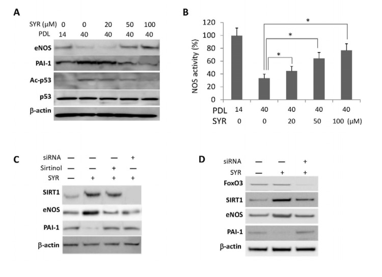 Effects of syringaresinol treatment on endothelial functions. (A) Protein levels of eNOS, PAI-1, and acetylation of p53 (Ac-p53) at lysine 373/382 in HUVECs at PDL40 treated every 48 hours starting from PDL14 with different doses of syringaresinol (SYR). (B) NOS activities measured in HUVEC cultured in different doses of syringaresinol. (C-D) Protein levels of SIRT1, eNOS and PAI-1 in HUVECs at PDL14 treated with siRNAs against SIRT1 (C) and FOXO3 (D). All the results are either representatives or means ± S.E of at least three independent experiments. Significance was assessed by t-test. *P 