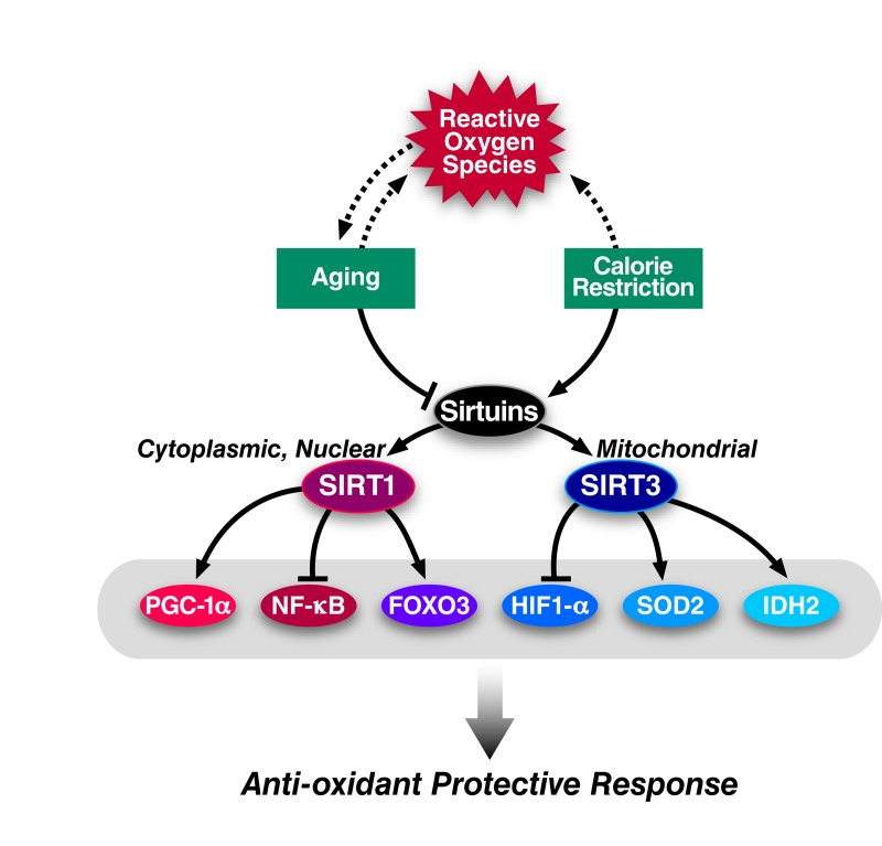 Regulation of ROS by sirtuins