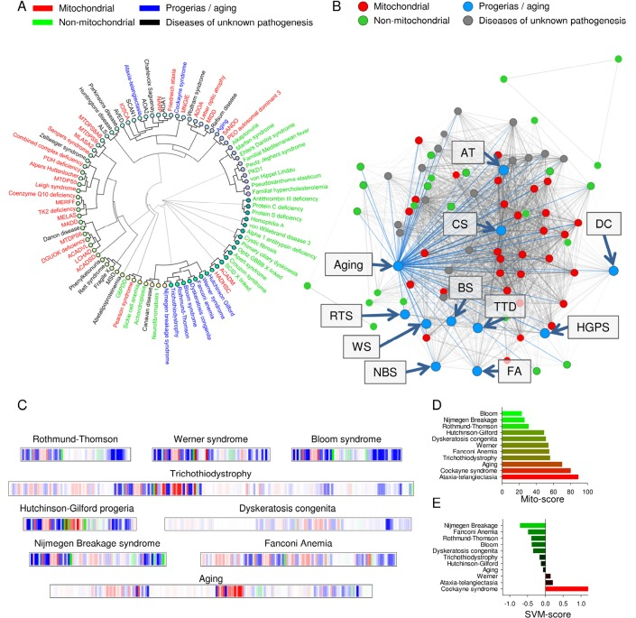 Normal aging and some accelerated aging disorders display phenotypical similarities to mitochondrial diseases