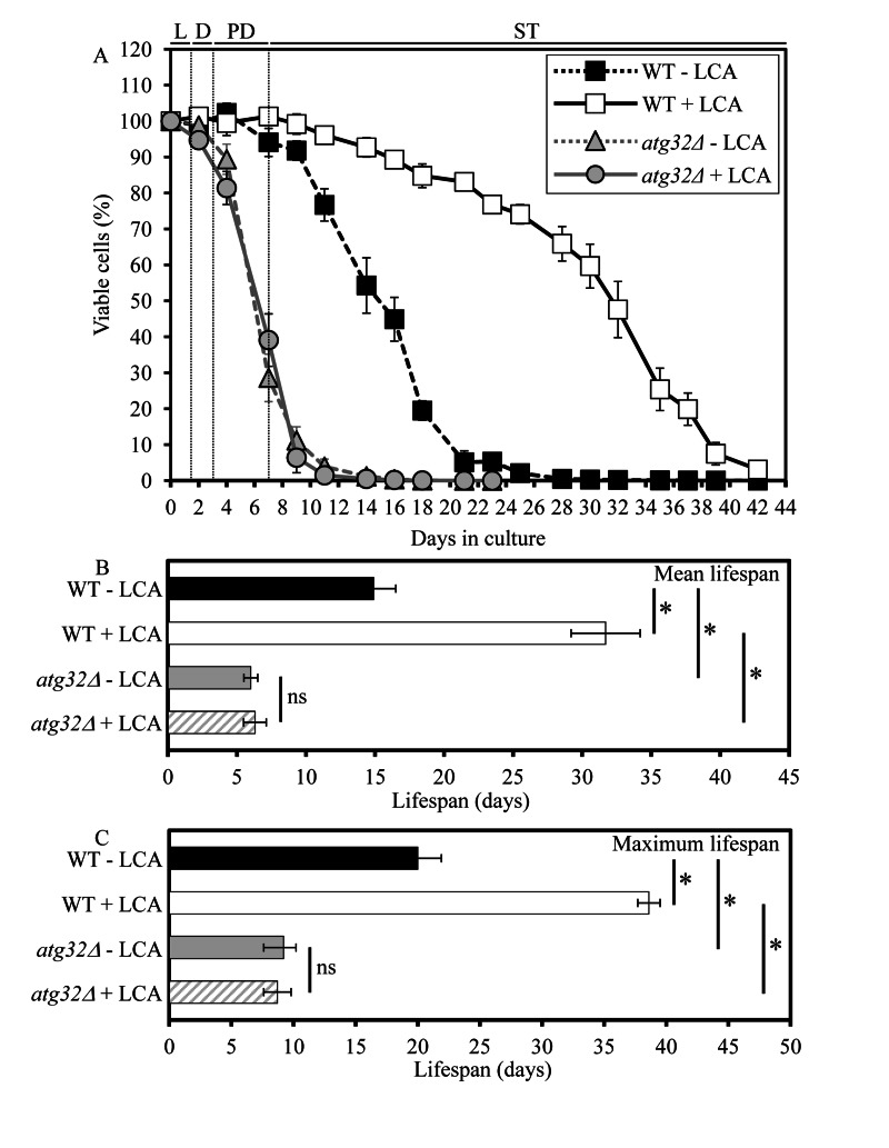 Under CR conditions, the atg32Δ-dependent mutational block of macromitophagy substantially shor-tens yeast CLS and abolishes the longevity-extending effect of LCA