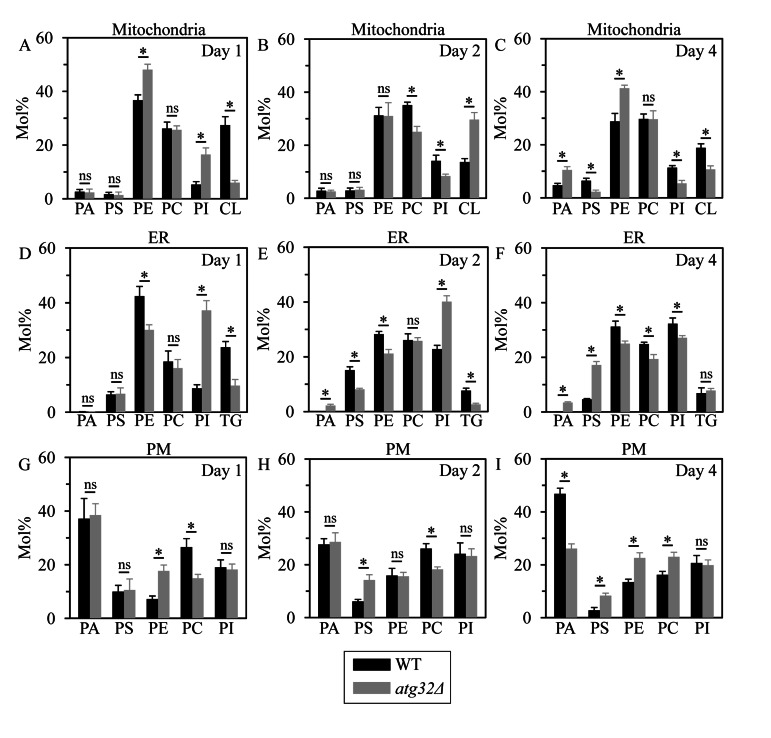 Under CR conditions, the atg32Δ mutation alters levels of several membrane lipid species in mitochondria, the ER and the PM