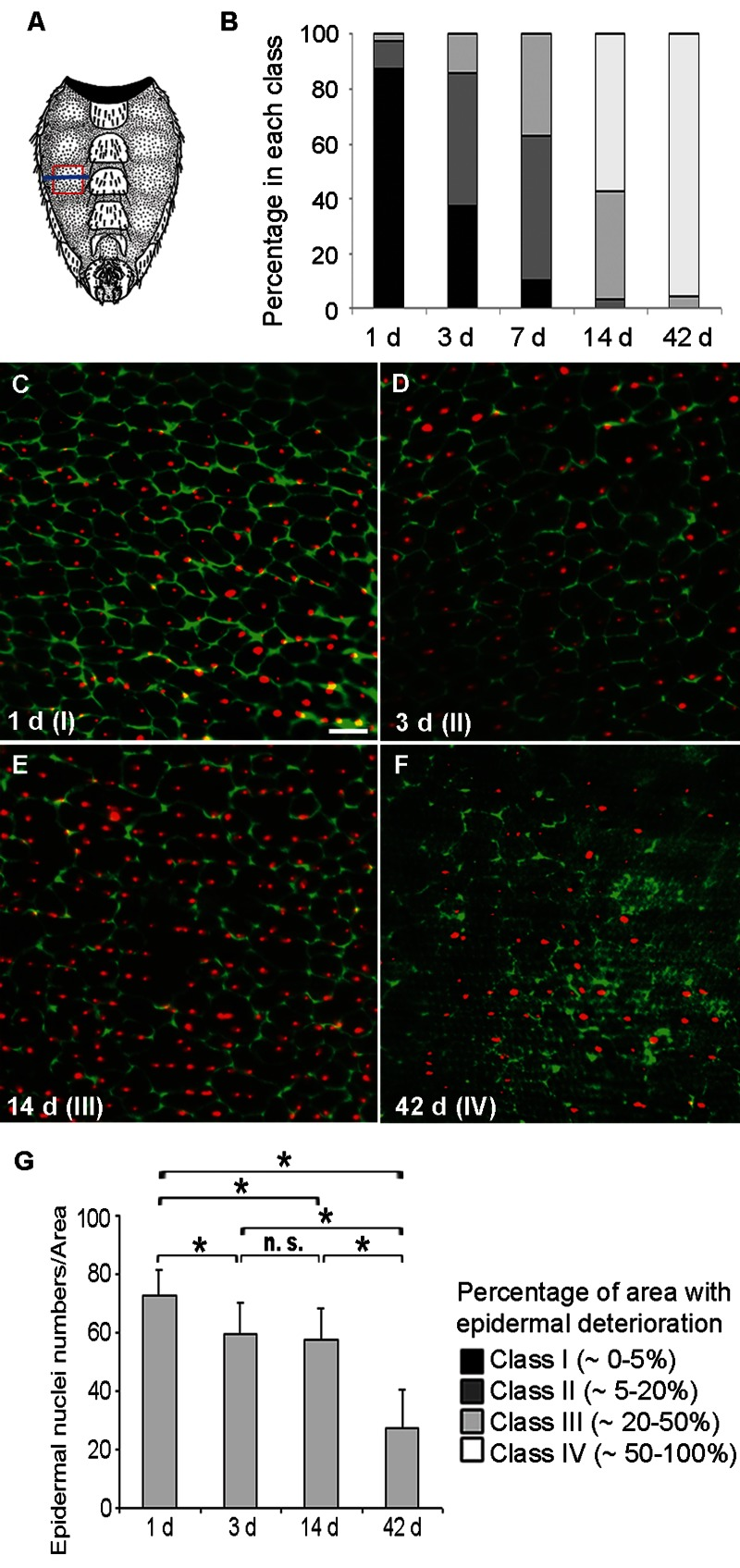 Loss of Membranes and Nuclei in the Aging Adult Epidermis