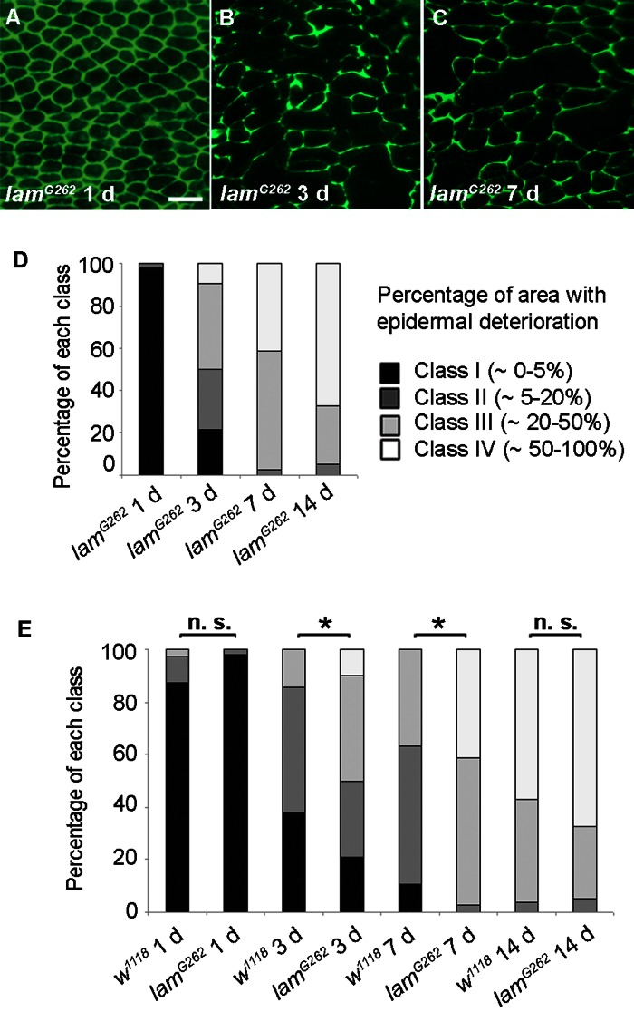 Epidermal Aging is Accelerated in Short-lived lamin Mutants