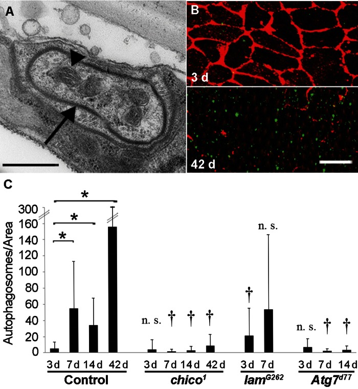 Autophagy Levels Correlate with Epidermal Deterioration