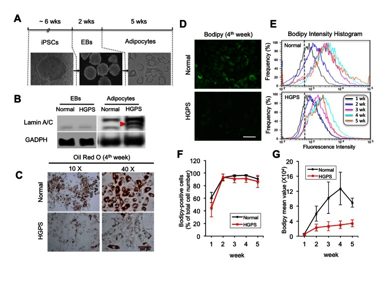 Adipocytes differentiated from HGPS iPSC derived EBs show defective lipid storage