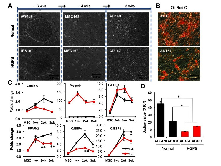 Adipocytes differentiated from HGPS iPSC derived MSCs show similar defects