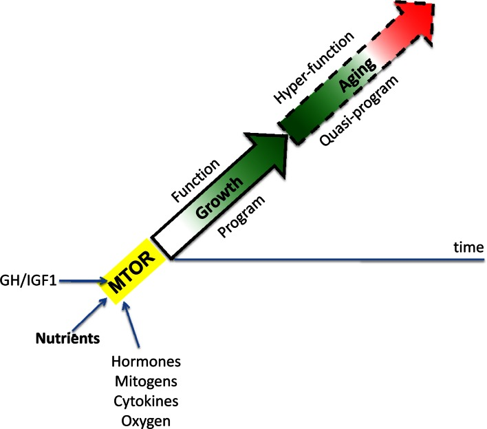 MTOR-driven quasi-programmed aging (hyperfunction model)