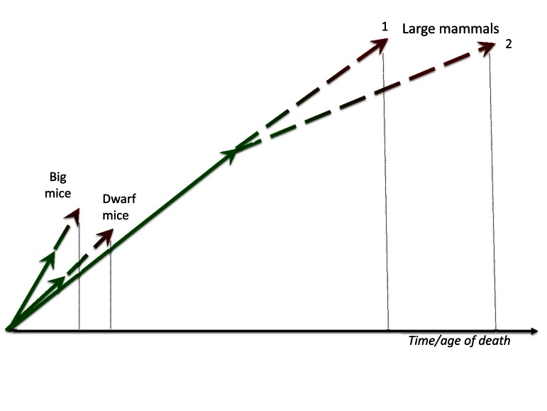 class="figure-viewer-img"