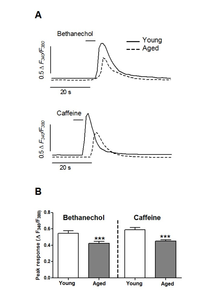 Aging inhibits the mobilization of Ca2+ stores in colonic smooth muscle cells