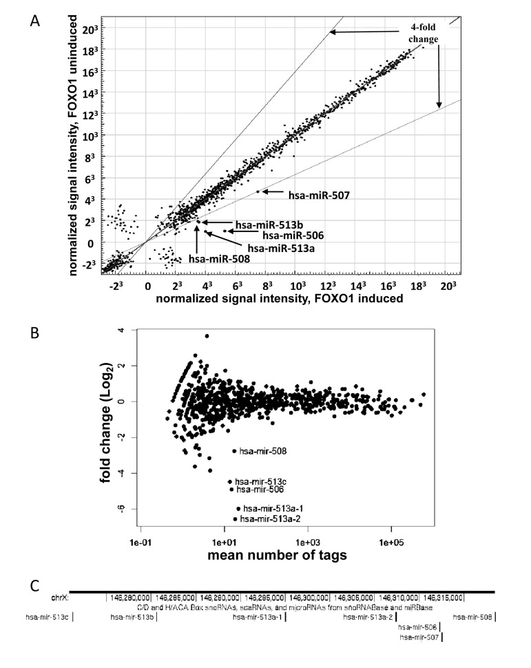 Activation of FOXO1-AAA-ER induces expression of a miRNA cluster on chromosome X. (A) Illumina Bead-Array comparison of expression profiles of miRNA from HEK-293T cells expressing FOXO-AAA-ER with or without an 8- hour treatment with 4-hydoxitamoxifen (inducer). The position of the indicated miRNAs on the blot is marked. The expression of the miRNAs outside of the indicated boundaries has changed by a factor of 4 or more. (B) Comparison of expression profiles of miRNA from HEK-293T cells expressing FOXO-AAA-ER with or without treatment with 4-hydoxitamixifen using Illumina next-generation sequencing. The position of the indicated miRNAs on the blot is marked. (C) Schematic representation of genomic localization of the differentially expressed miRNA genes. A fragment of X chromosome is shown annotated in UCSC Genome Browser (<a href="http://genome.ucsc.edu" target="