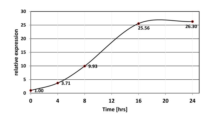 Time-course of miR-506 induction upon activation of FOXO1-AAA-ER. FOXO1-AAA-ER expressing HEK-293T cells were treated with 4-hydoxitamoxifen for the indicated periods of time, and the levels of miR-506 were compared by quantitative PCR using RNU6B as an internal control.