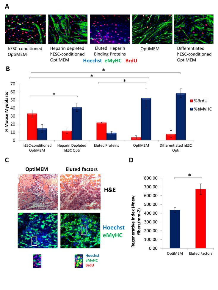 Pro-regenerative Embryonic Factors Contain Heparin Binding Domains