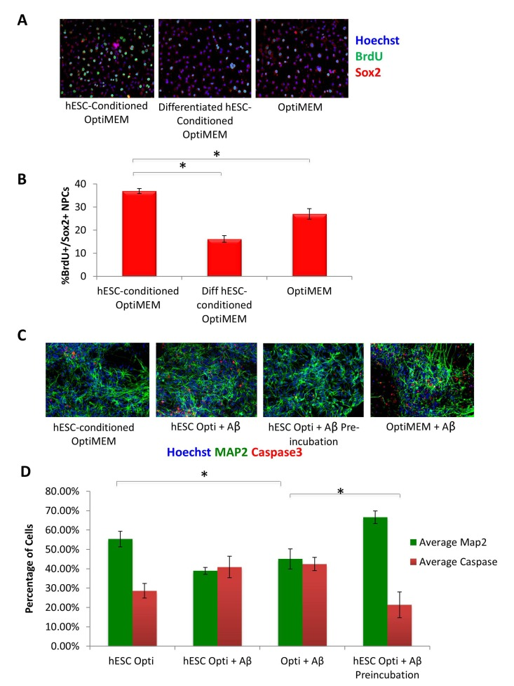 hESC-secreted Factors Enhance NPC Proliferation and are Neuroprotective