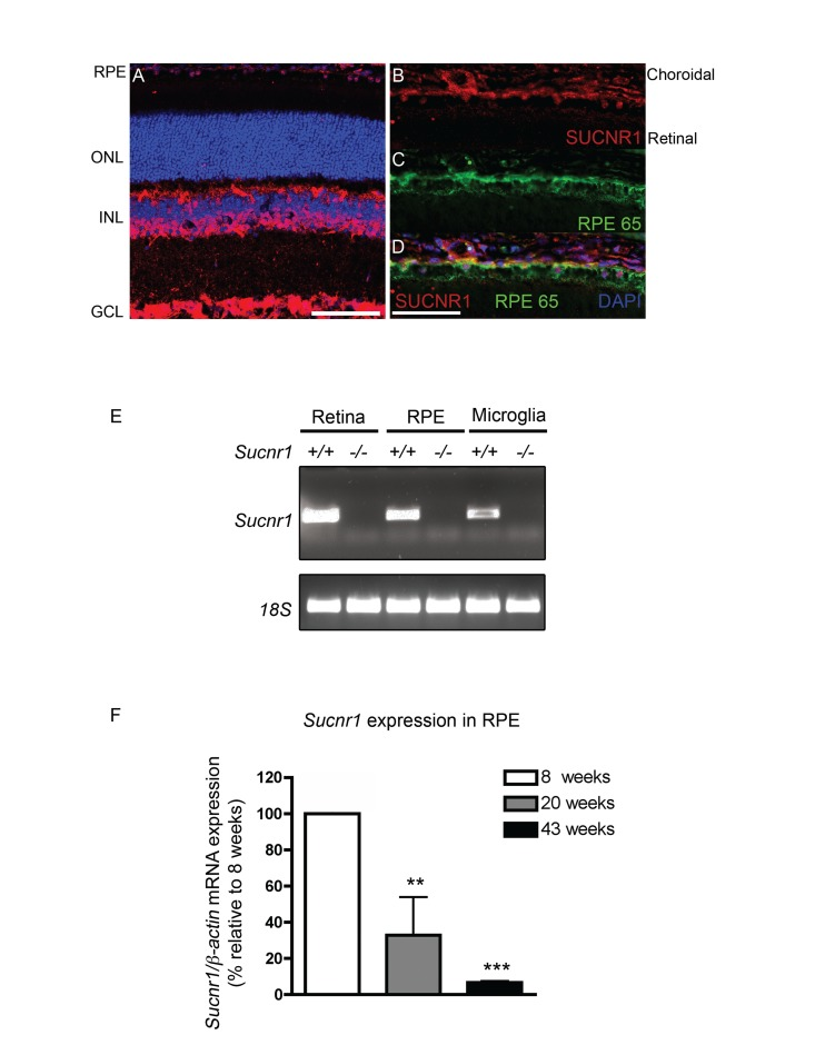 SUCNR1 is expressed in RPE and microglia and diminishes with age