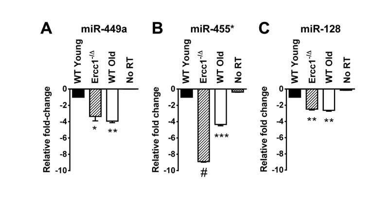 QRT-PCR quantification of miRNA identified as down-regulated in the kidney of old WT and progeroid Ercc1−/Δ mice compared to adultWT kidney