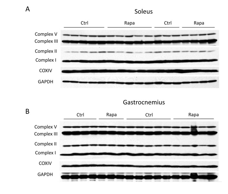 Rapamycin has no major effects on mitochondrial protein levels