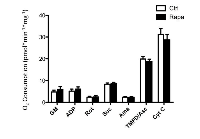 Oxygen consumption in isolated soleus muscles is not affected by prior in vivo rapamycin treatment