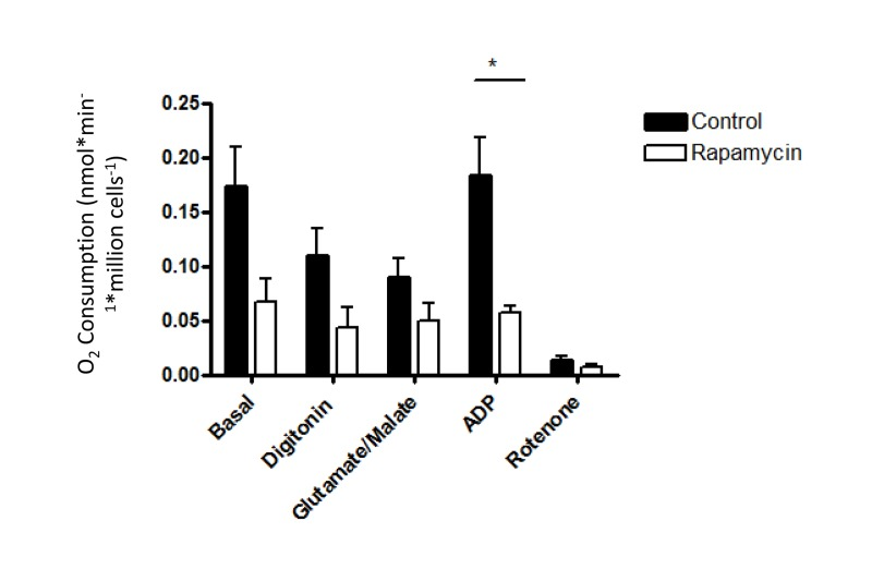 The reduced oxygen consumption of rapamycin-treated cells is maintained following permeabilization