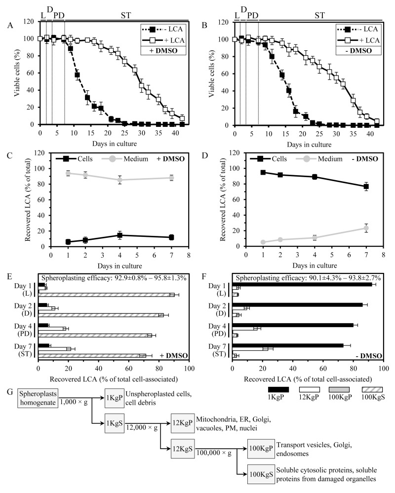 In yeast cultured with exogenously added LCA in the presence or absence of DMSO, this bile acid enters cells and accumulates in a subcellular fraction consisting of mitochondria, ER, Golgi, vacuoles, PM and nuclei