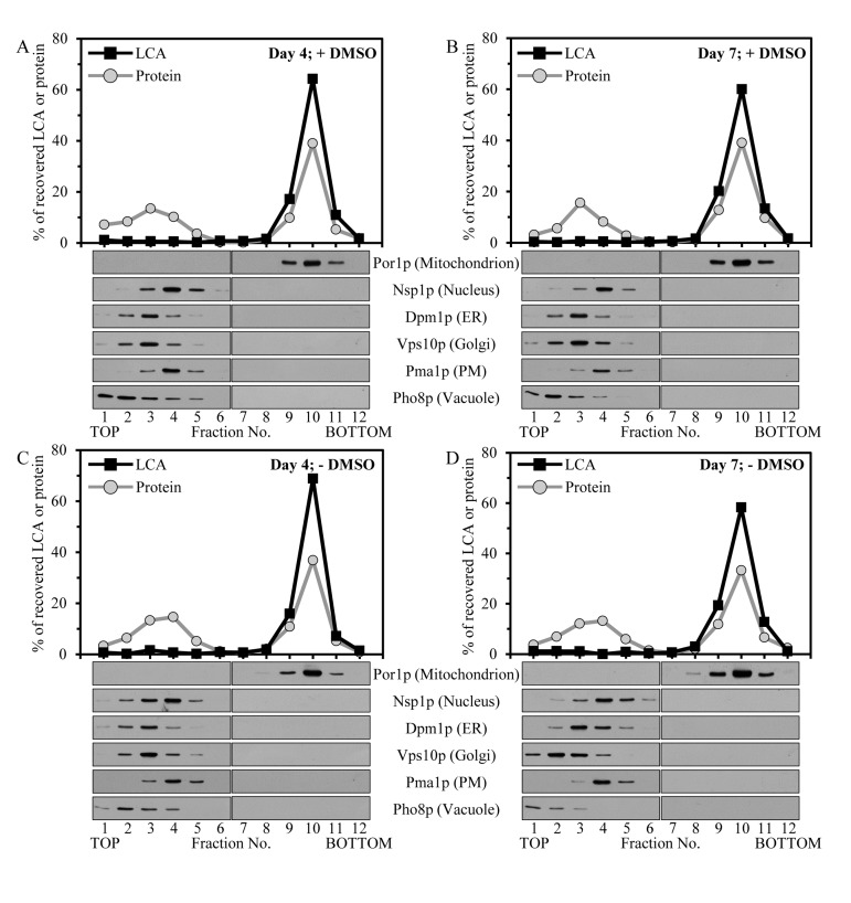 Intracellular LCA accumulates in mitochondria