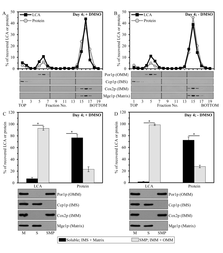 Mitochondria-associated LCA is confined mainly to the IMM, and also resides in the OMM