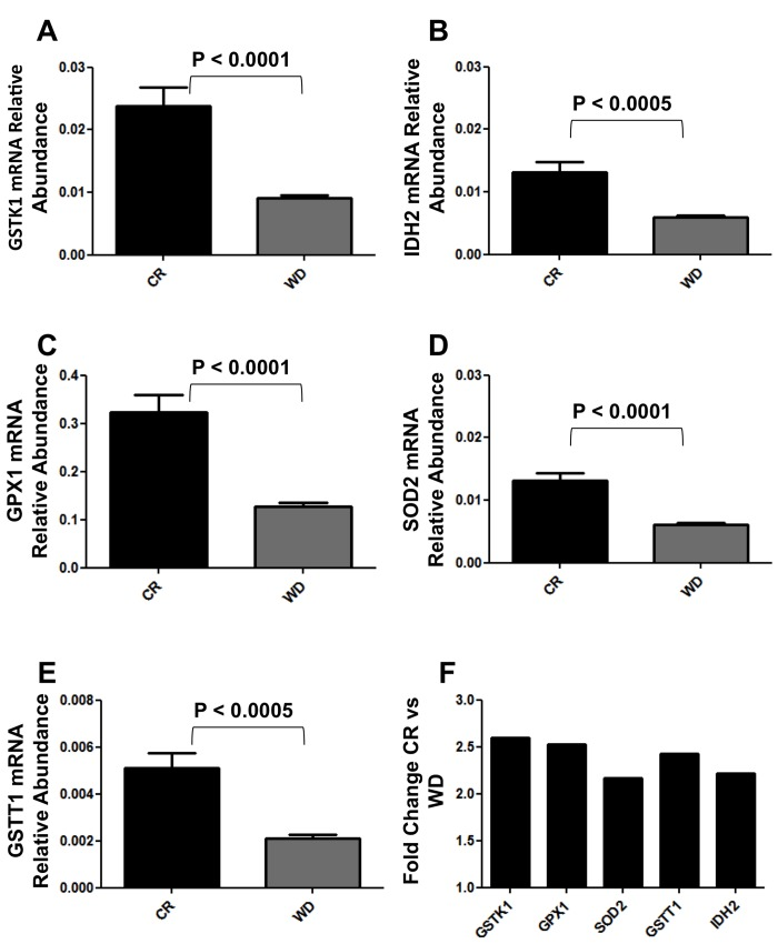 Real Time qPCR analysis of GSTK1, GSTT1, IDH2, GPX1 and SOD2 expression in BJ cells cultured 48hs with CR and WD sera. (A-E) Data are expressed as the gene of interest abundance relative to the GAPDH (Mean ± SEM); n = 12 CR, n = 13 WD. Student's t test was used to determine P-values. (F) Data are expressed as fold changes relative to CR cultures.