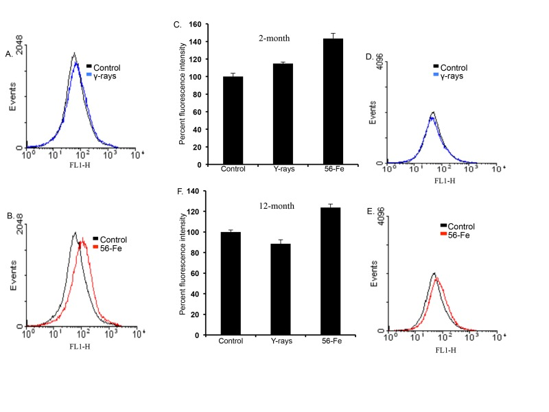 Increased reactive oxygen species (ROS) in cerebral cortical cells after 56Fe radiation. (A) Flow cytometry histogram showing ROS level two months after γ radiation. (B) Flow cytometry histogram showing ROS level two months after 56Fe radiation. (C) Quantification of ROS level two months after radiation presented as mean ± standard error of mean (SEM). (D) Flow cytometry histogram showing ROS level twelve months after γ radiation. (E) Flow cytometry histogram showing ROS level twelve months after 56Fe radiation. (F) Quantification of ROS level twelve months after radiation presented as mean ± SEM.