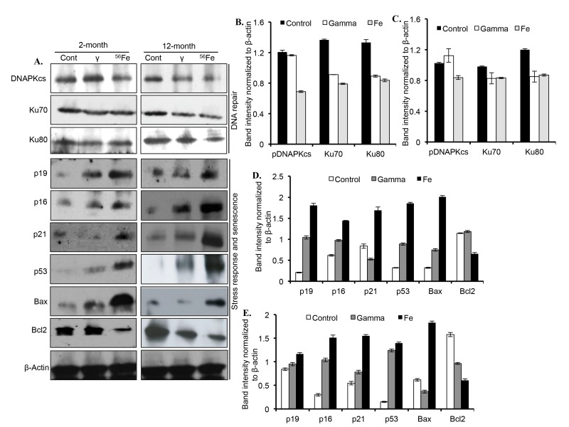 Assessing DNA repair and senescence markers in cerebral cortex. (A) Immunoblot images of DNA double strand break repair (Ku70, Ku80, and DNAPKcs), and senescence and DNA damage response (p19, p16, p21, p53, Bax, and Bcl2) proteins two and twelve months after radiation. (B) Quantification of Ku70, Ku80, and DNAPKcs two months after radiation. (C) Quantification of Ku70, Ku80, and DNAPKcs twelve months after radiation. (D) Quantification of p19, p16, p21, p53, Bax, and Bcl2 two months after radiation. (E) Quantification of p19, p16, p21, p53, Bax, and Bcl2 twelve months after radiation. Quantification data (panel B to E) is presented as mean ± SEM.