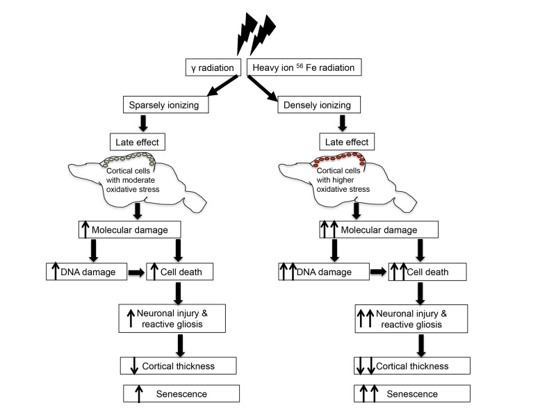 Schematic overview of radiation-induced chronic oxidative stress and accelerated aging.