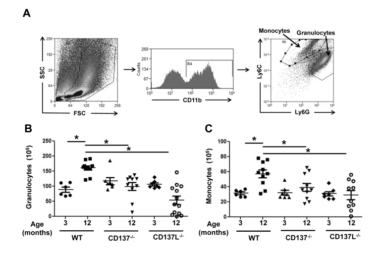 Aged CD137−/− and CD137L−/− mice have reduced myelopoiesis in bone marrow compared to WT