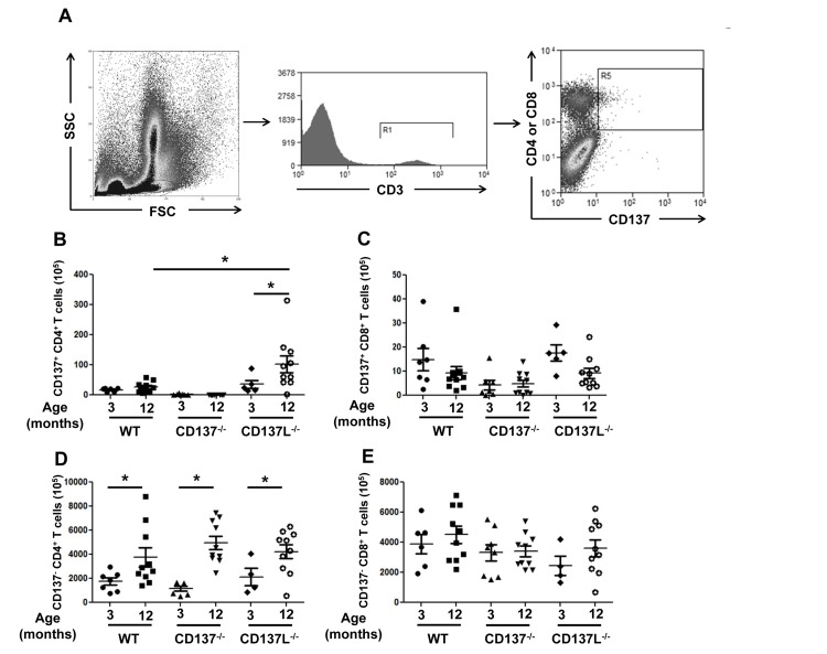 Increased numbers of CD4+ T cells in aged mice