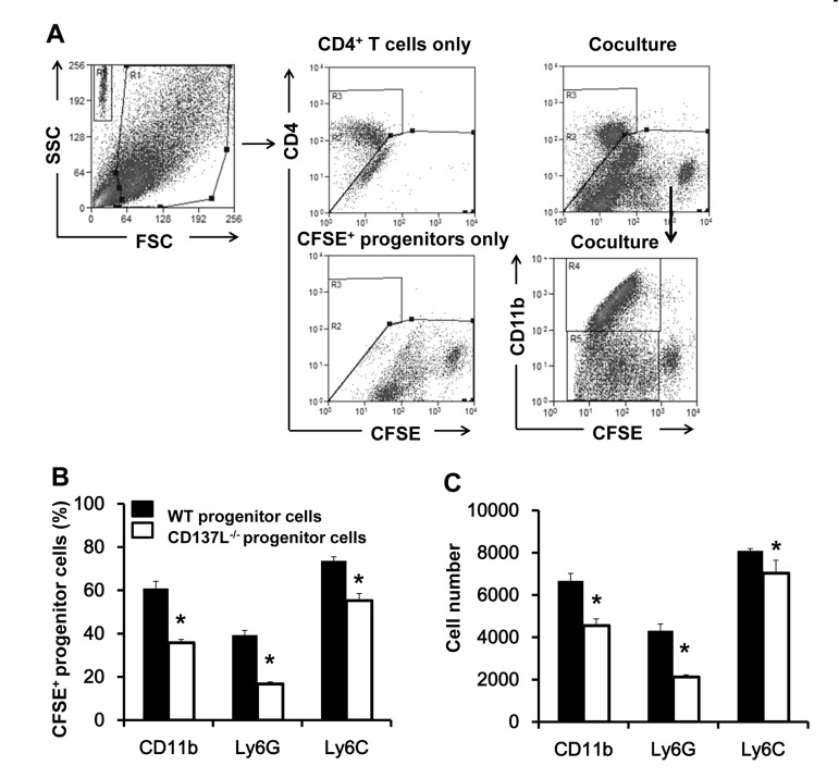 Increased proliferation and myeloid differentiation of WT progenitor cells