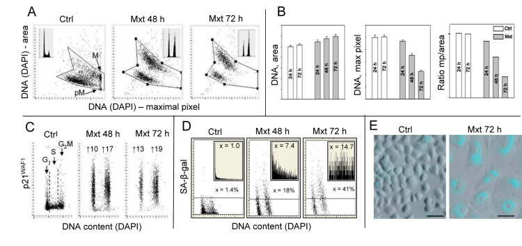 Induction of premature cellular senescence of A549 cells measured by laser scanning cytometry