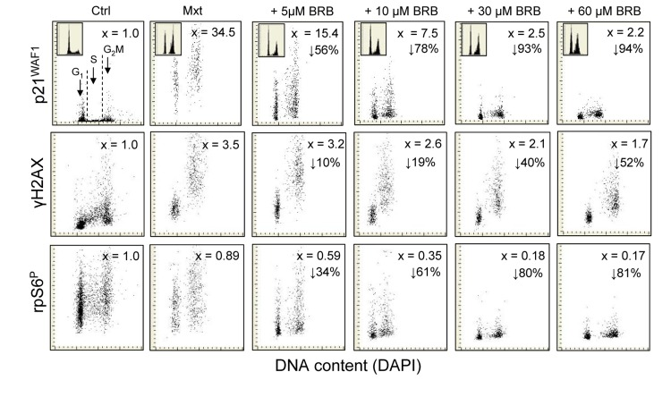 Attenuation of Mxt-induced senescence of A549 cells by BRB as measured by reduction in expression of p21WAF1, γH2AX and rpS6P