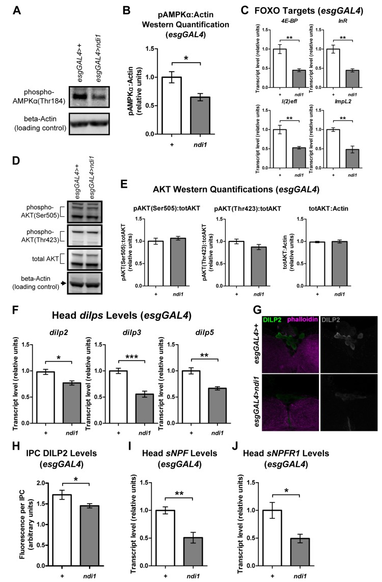 ndi1 expression in the intestine produces alterations in systemic metabolic signaling pathways